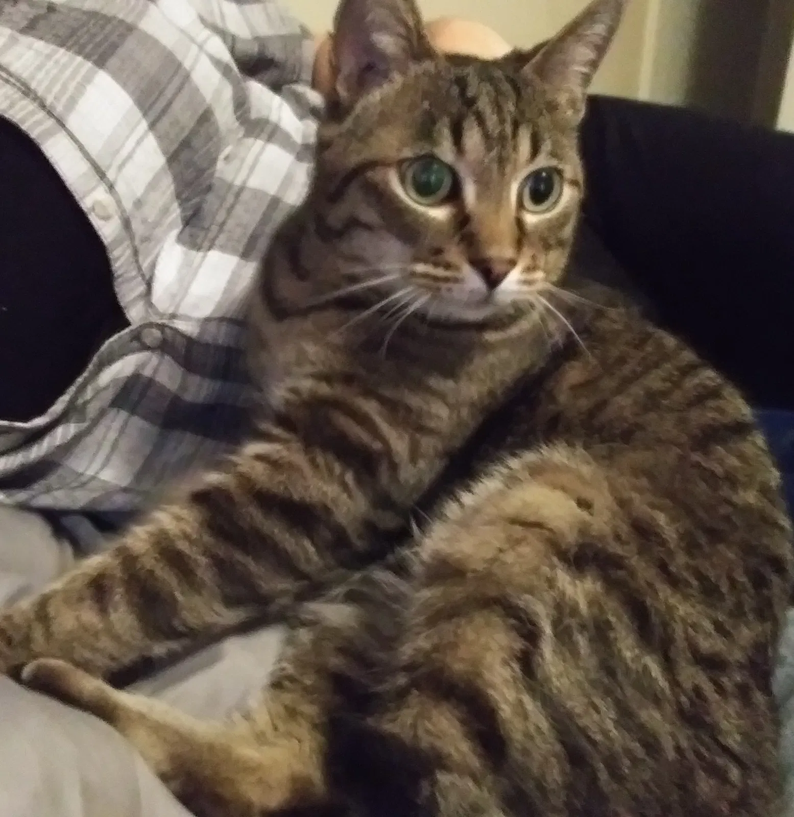 Lost cat in Las Vegas, NV, 89104