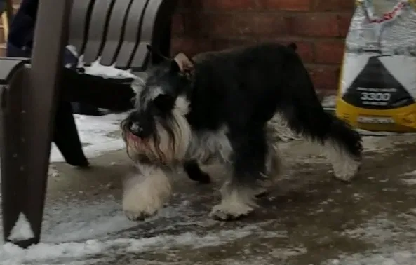 Lost dog in Detroit, MI, 48219