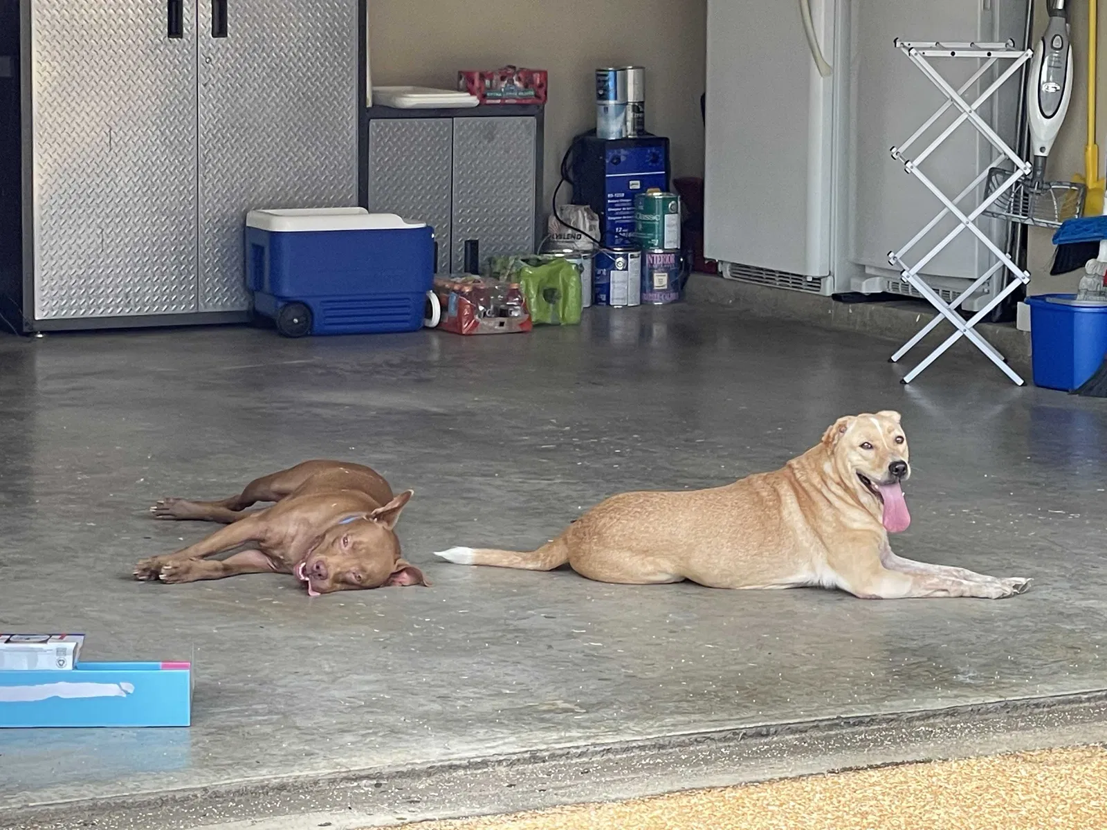 Found dog in Southaven, MS, 38672