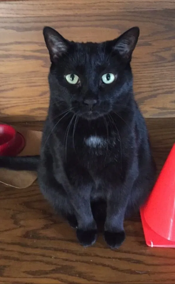Lost cat in Waite Park, MN, 56387