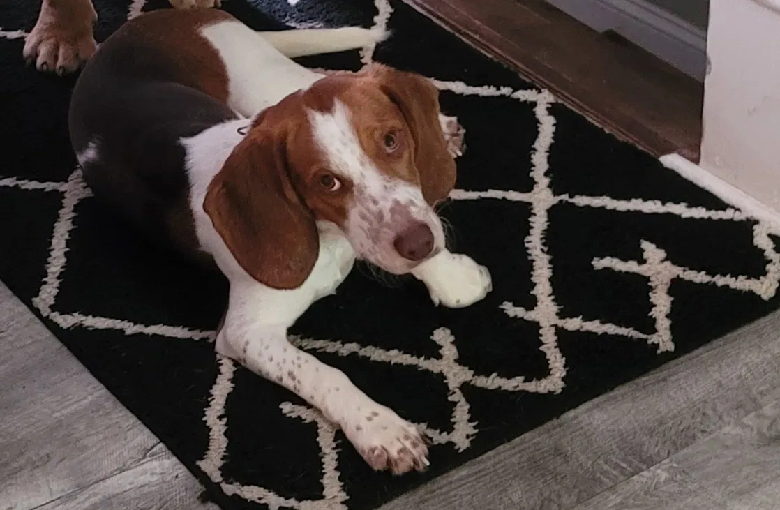 Lost dog in Decatur, GA, 30034