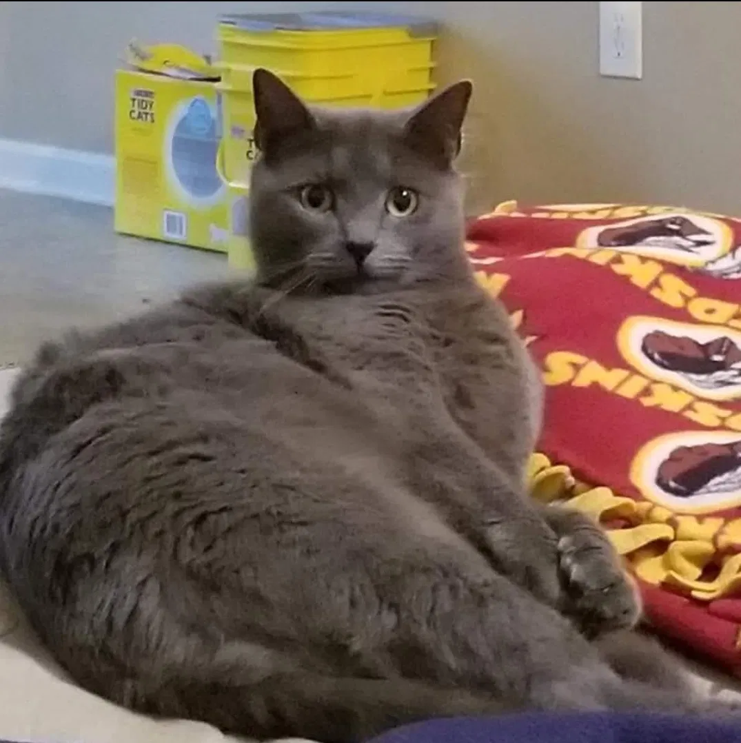 Lost cat in Mcdonough, GA, 30252