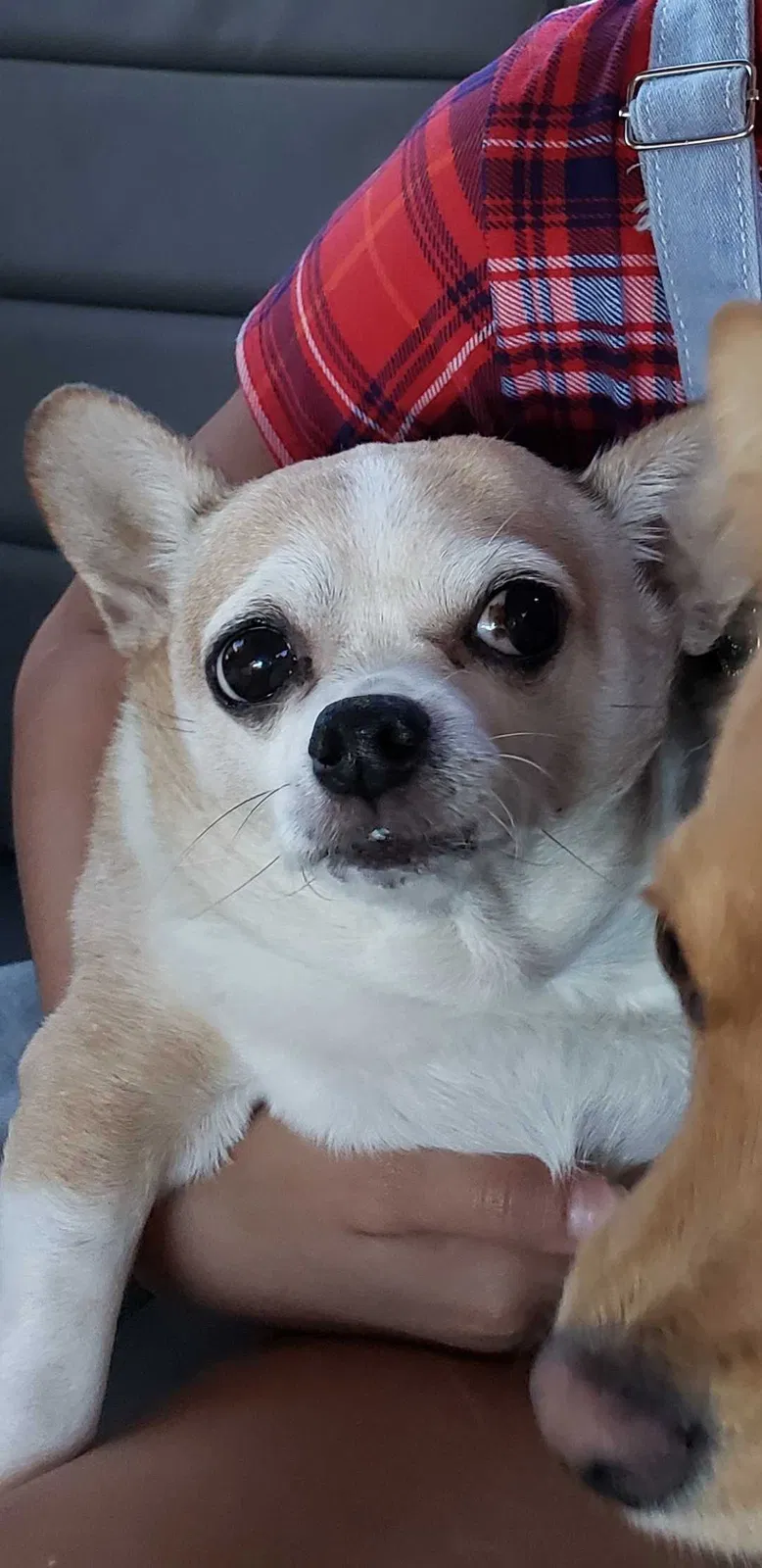 Lost dog in Mesa, AZ, 85208