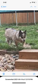 Lost dog in Littleton, CO, 80127