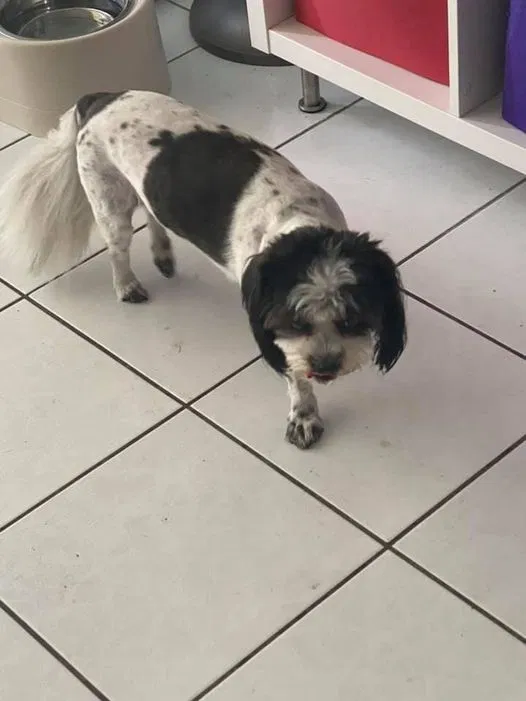 Lost dog in Miami, FL, 33161