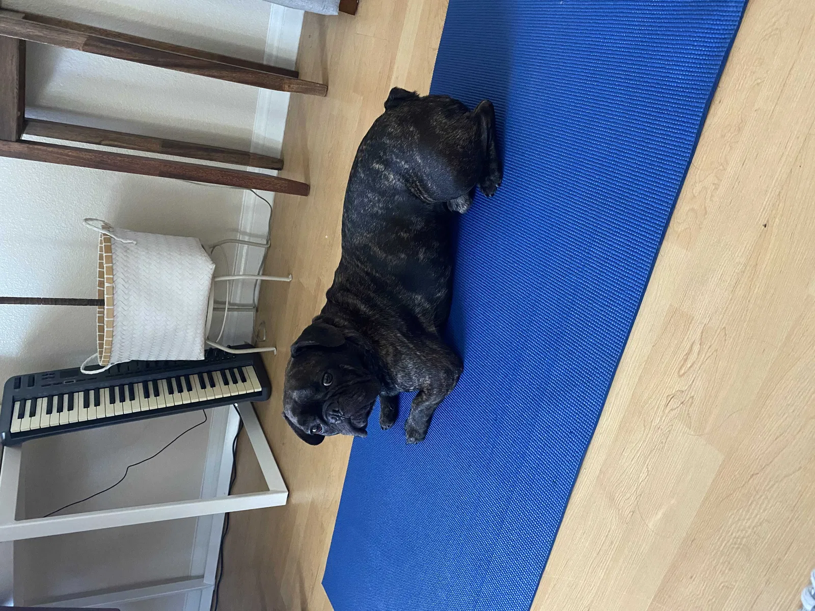 Lost dog in Long Beach, CA, 90802