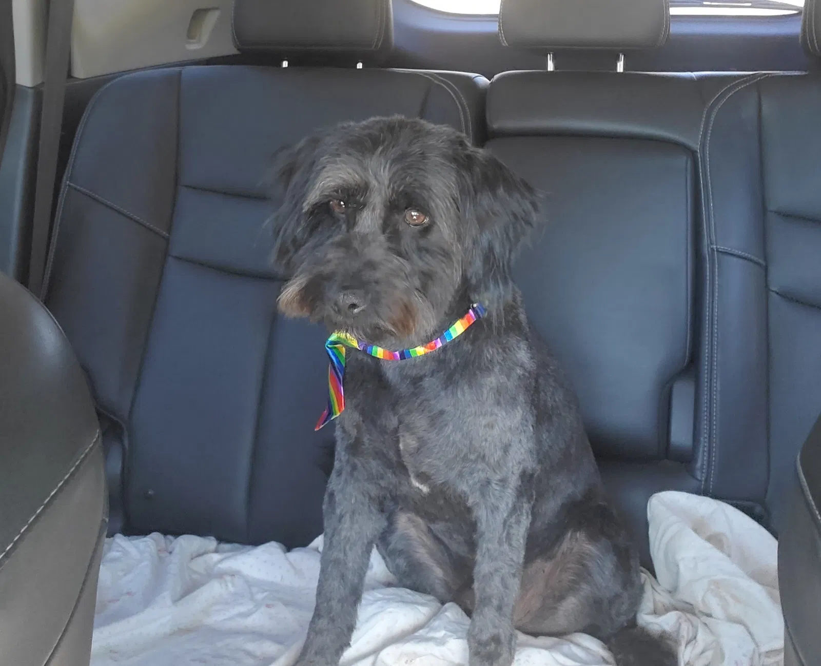 Lost dog in Orangevale, CA, 95662