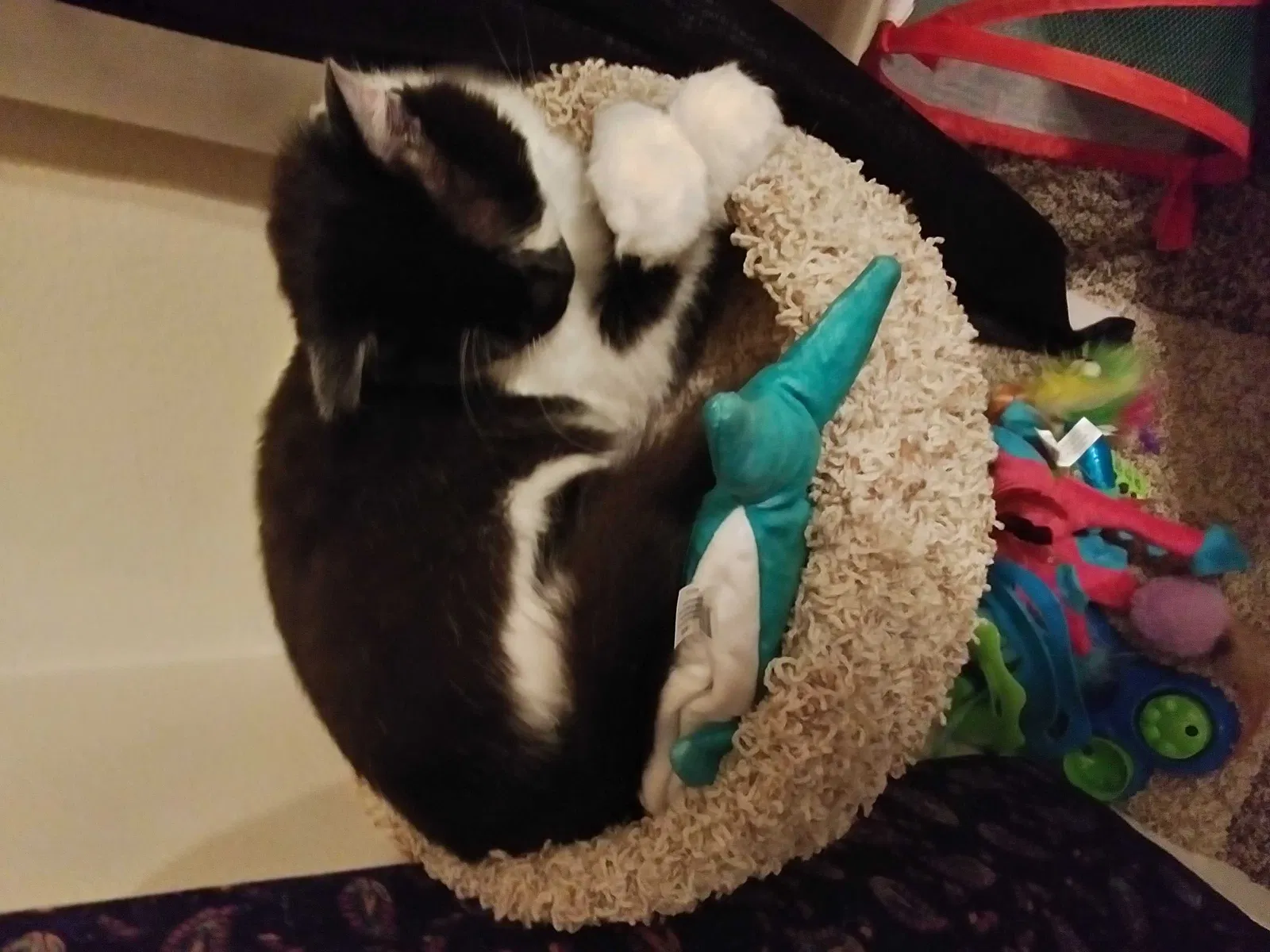 Lost cat in Oceanside, CA, 92056