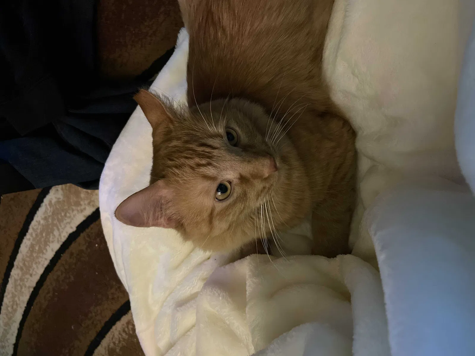 Lost cat in Greeley, CO, 80631