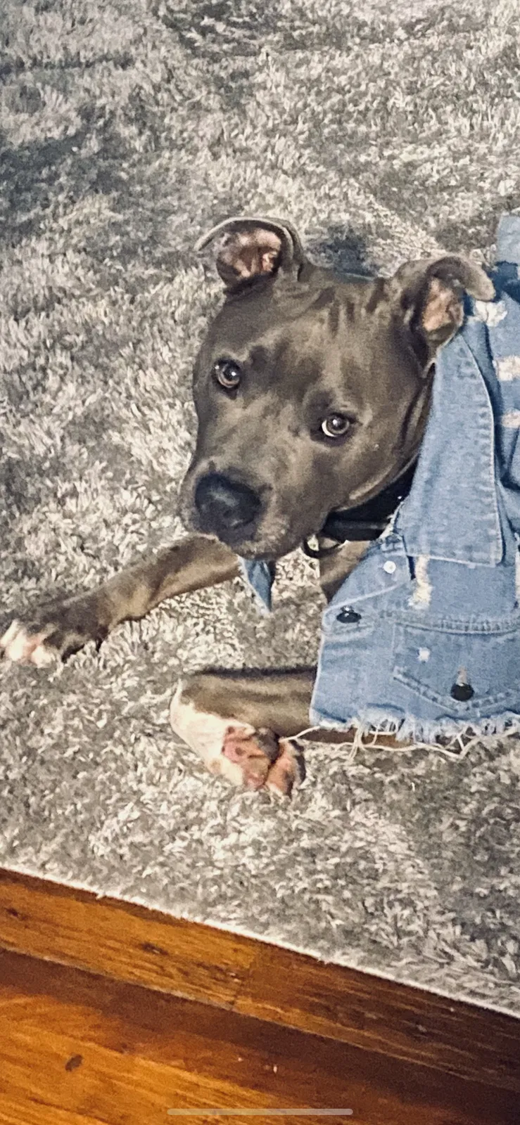 Lost dog in Chicago, IL, 60617