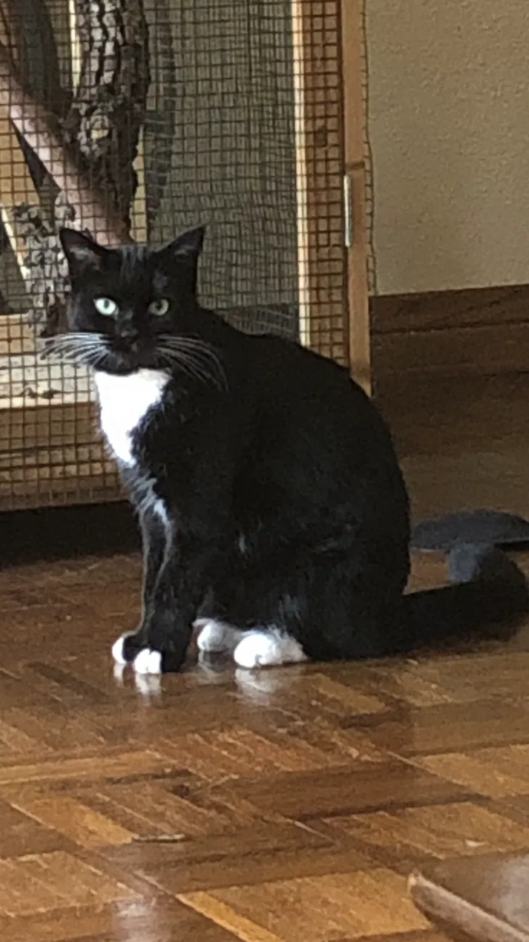 Lost cat in Huntington Beach, CA, 92649
