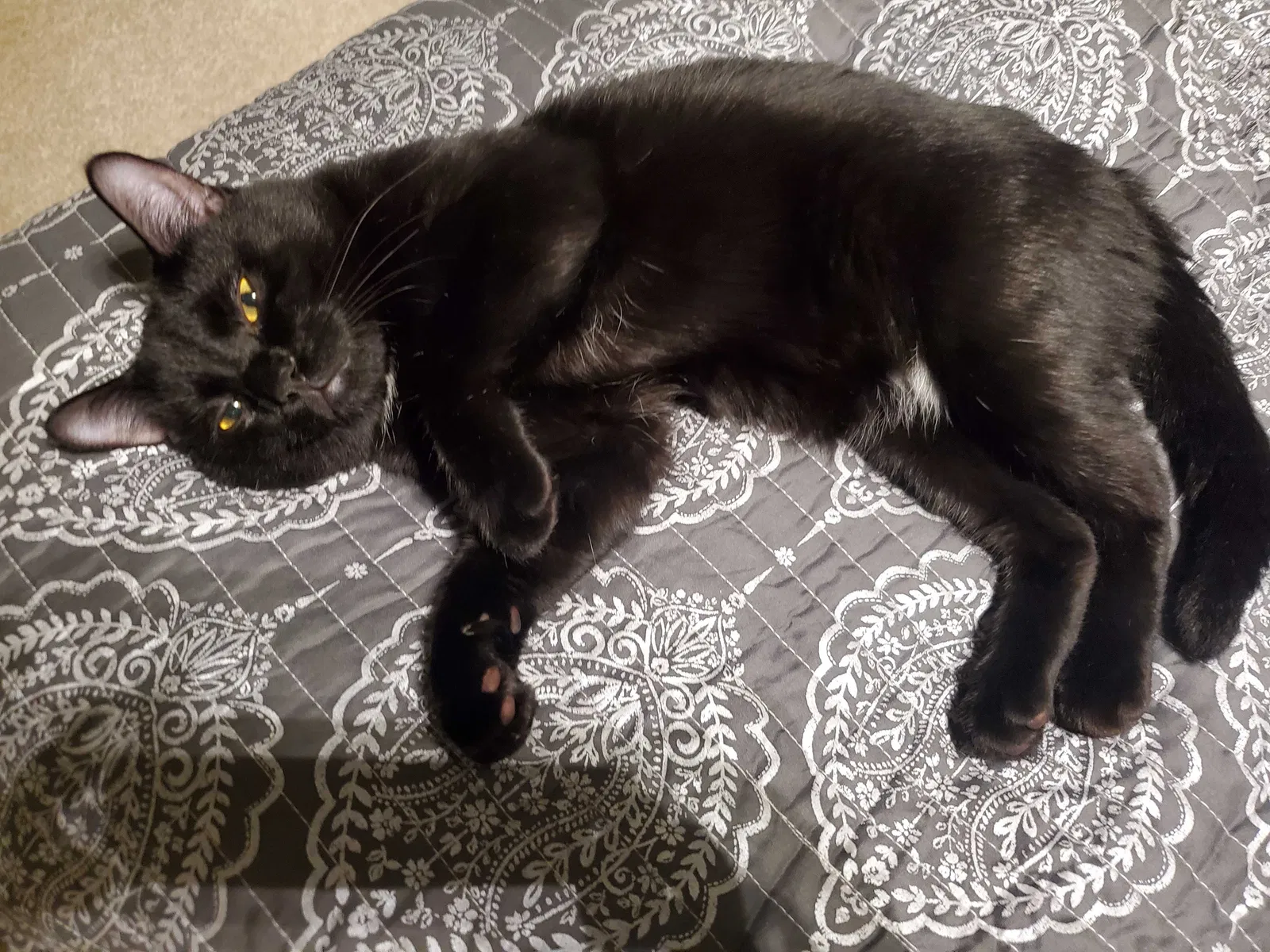 Lost cat in Lake In The Hills, IL, 60156