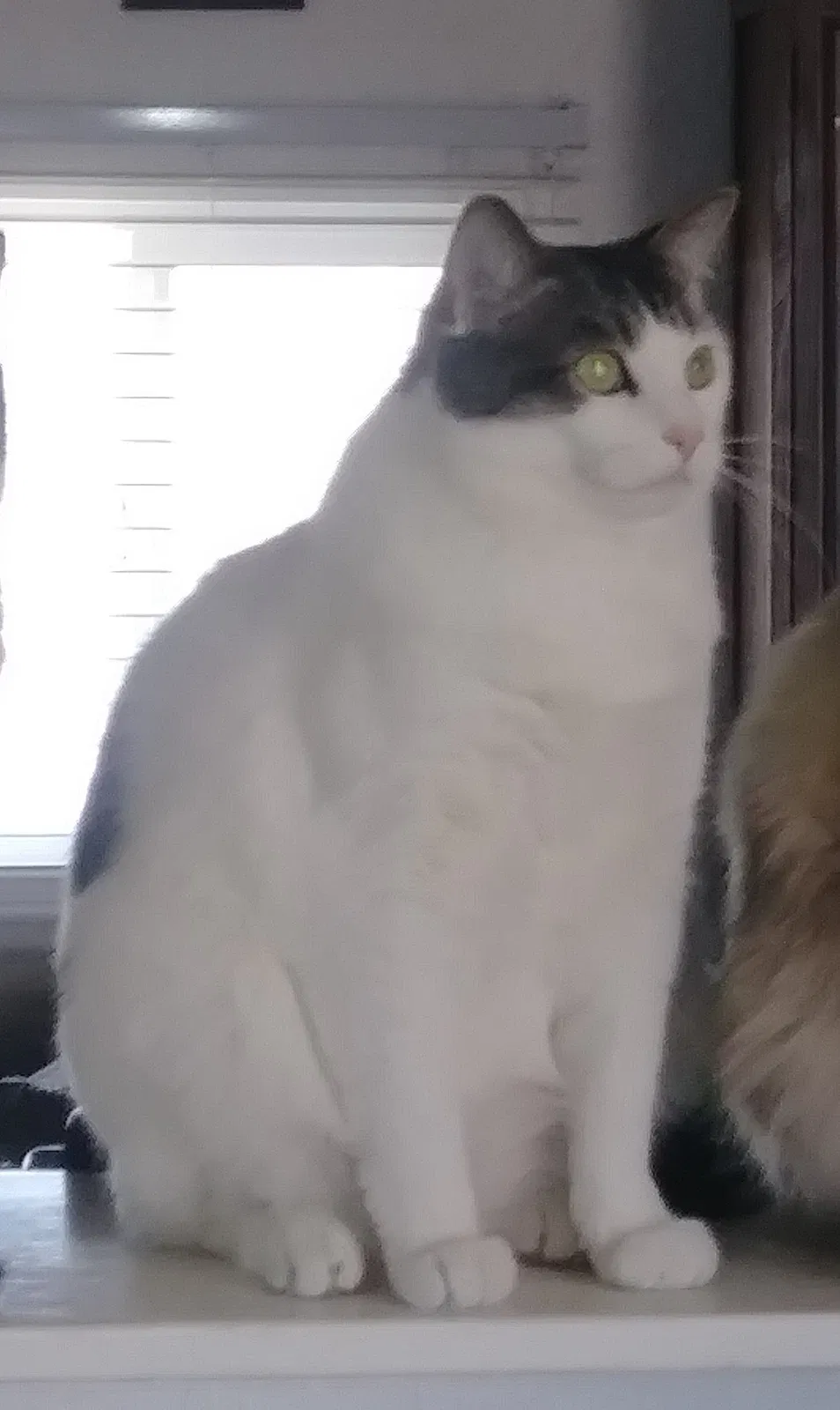 Lost cat in Sun Valley, NV, 89433