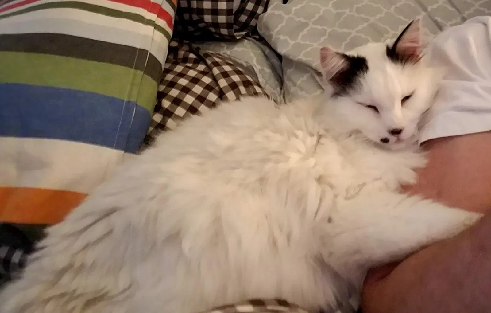 Lost cat in Pleasant Grove, UT, 84062