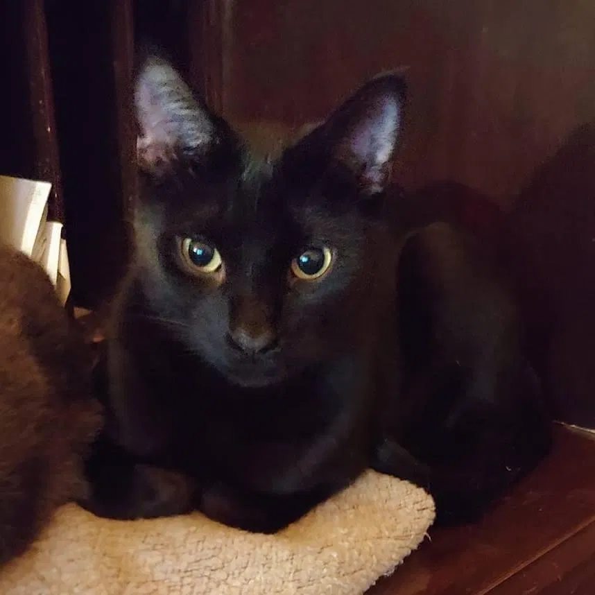 Lost cat in Kalamazoo, MI, 49009