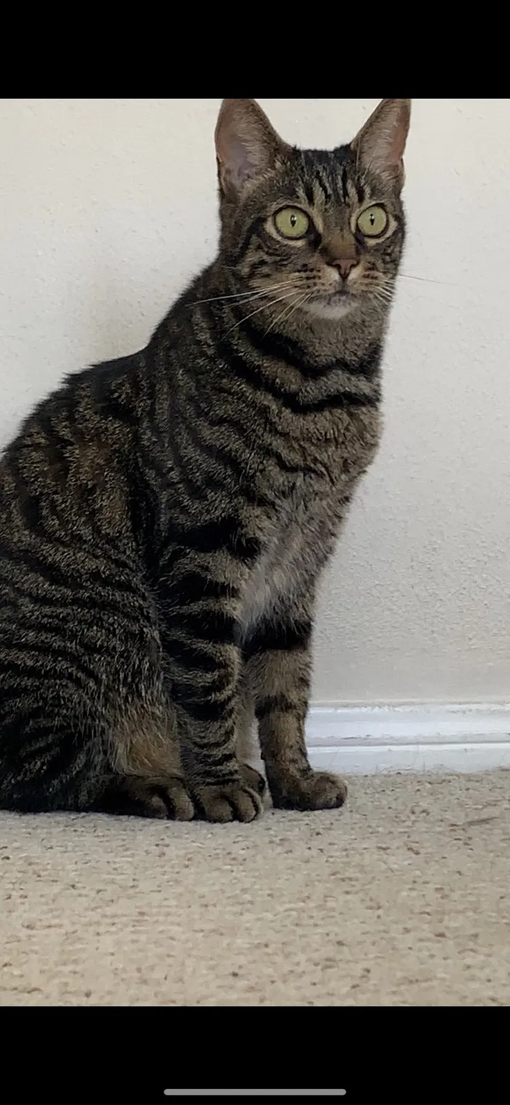Lost cat in Huntington Beach, CA, 92646
