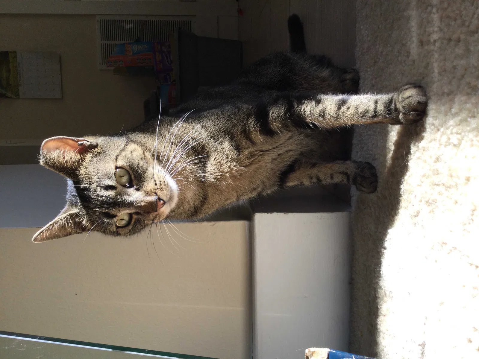 Lost cat in Charleston, SC, 29414