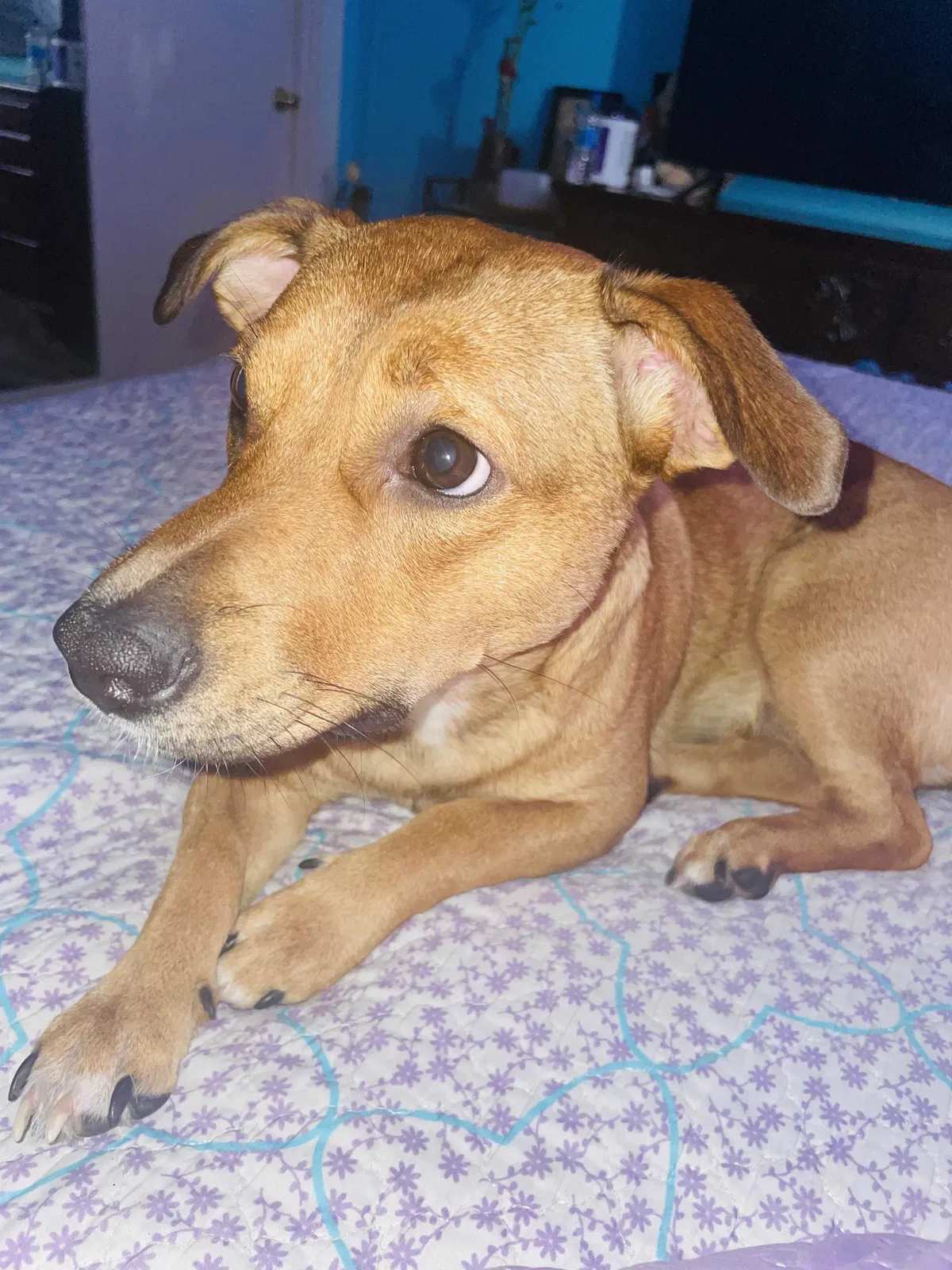 Lost dog in Los Angeles, CA, 90046