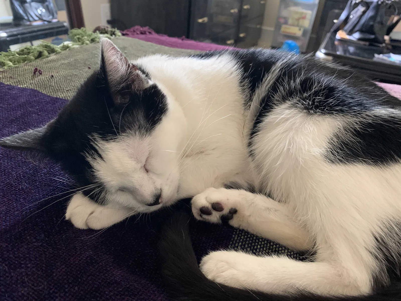Lost cat in Charleston, SC, 29414