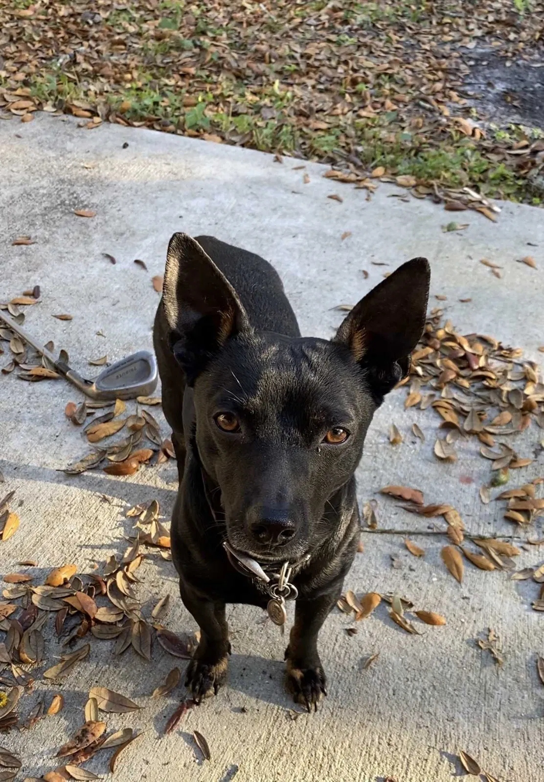 Lost dog in Riverview, FL, 33569
