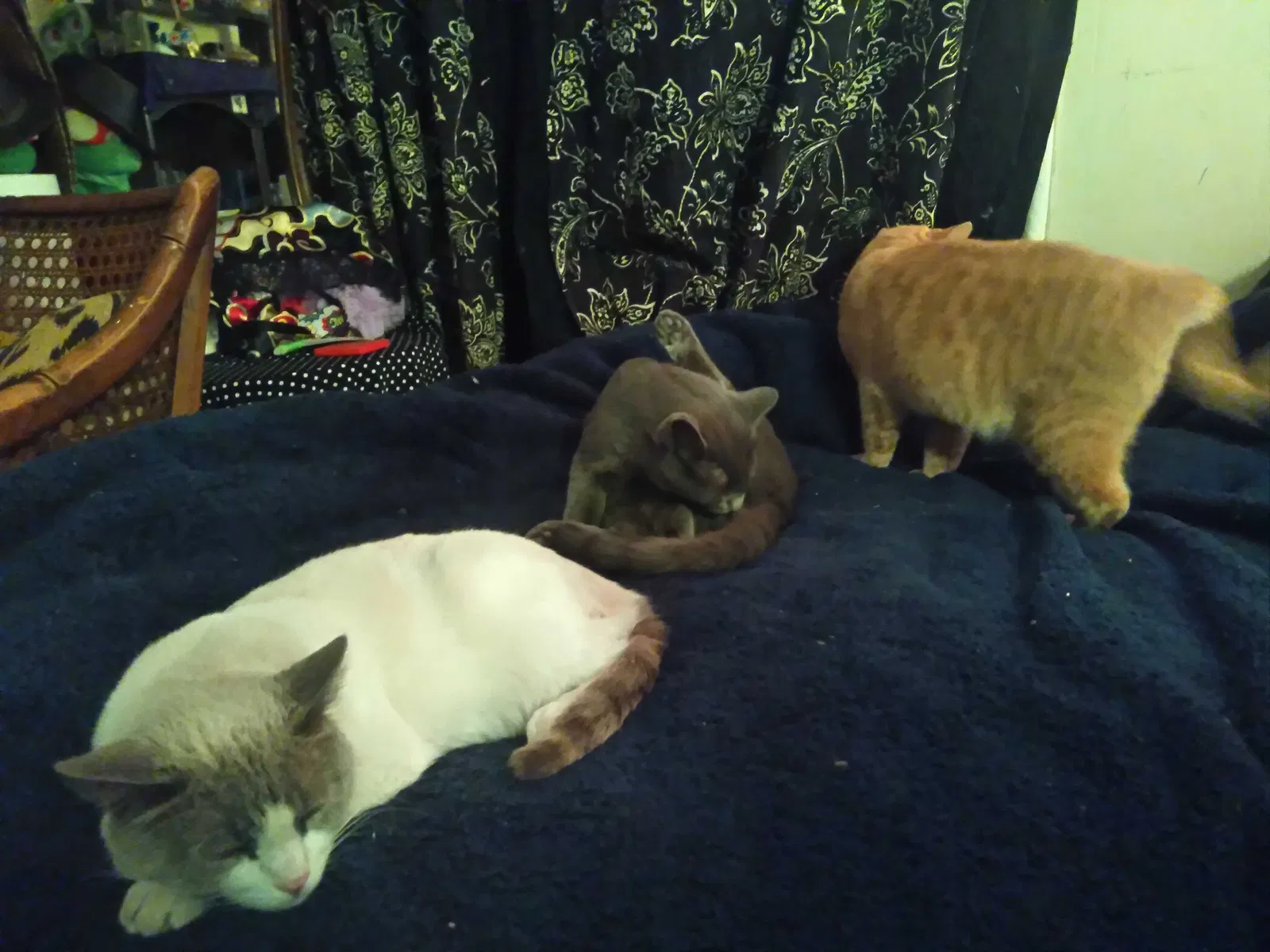 Lost cat in Pueblo, CO, 81001