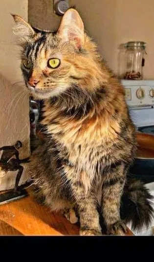 Lost cat in Fort Lauderdale, FL, 33315