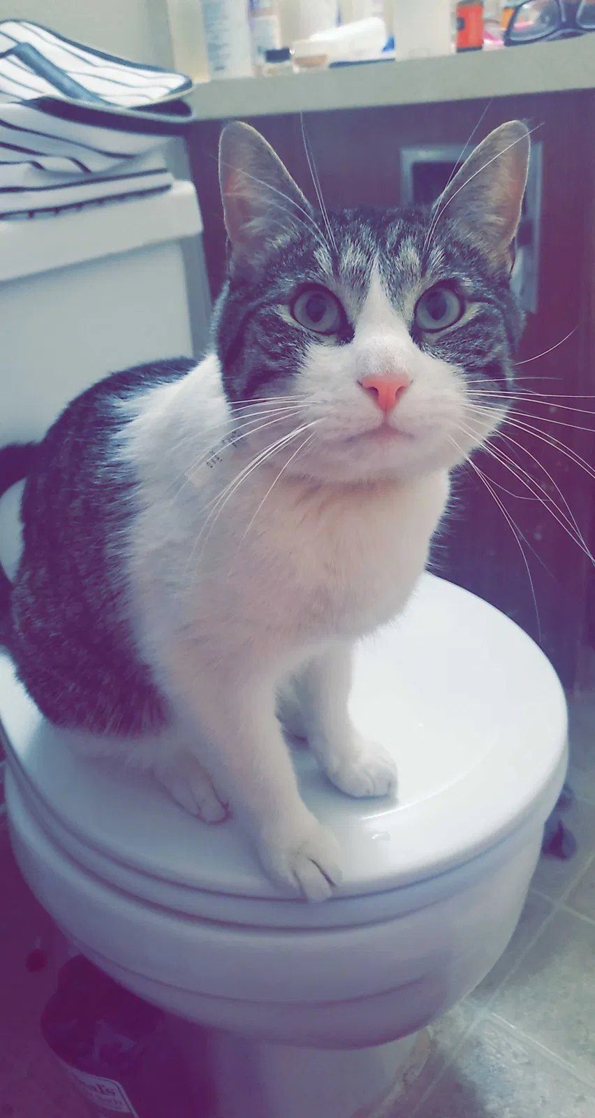 Lost cat in Olathe, KS, 66061