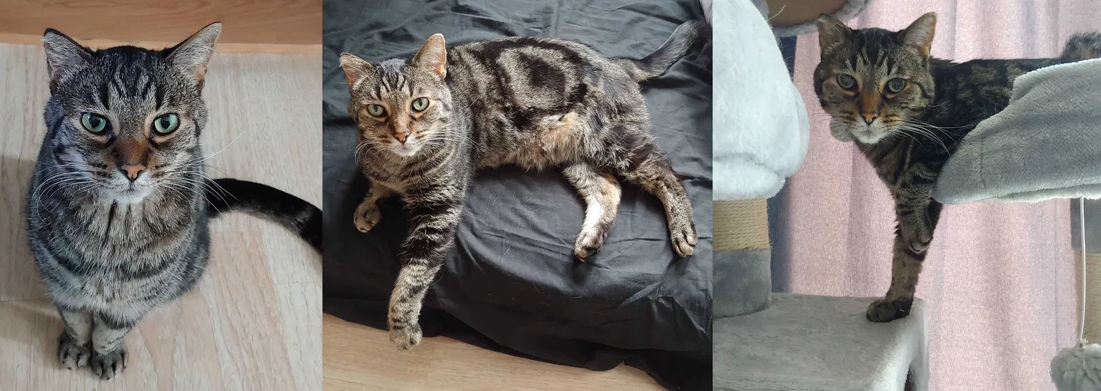 Lost cat in Lake Elsinore, CA, 92530