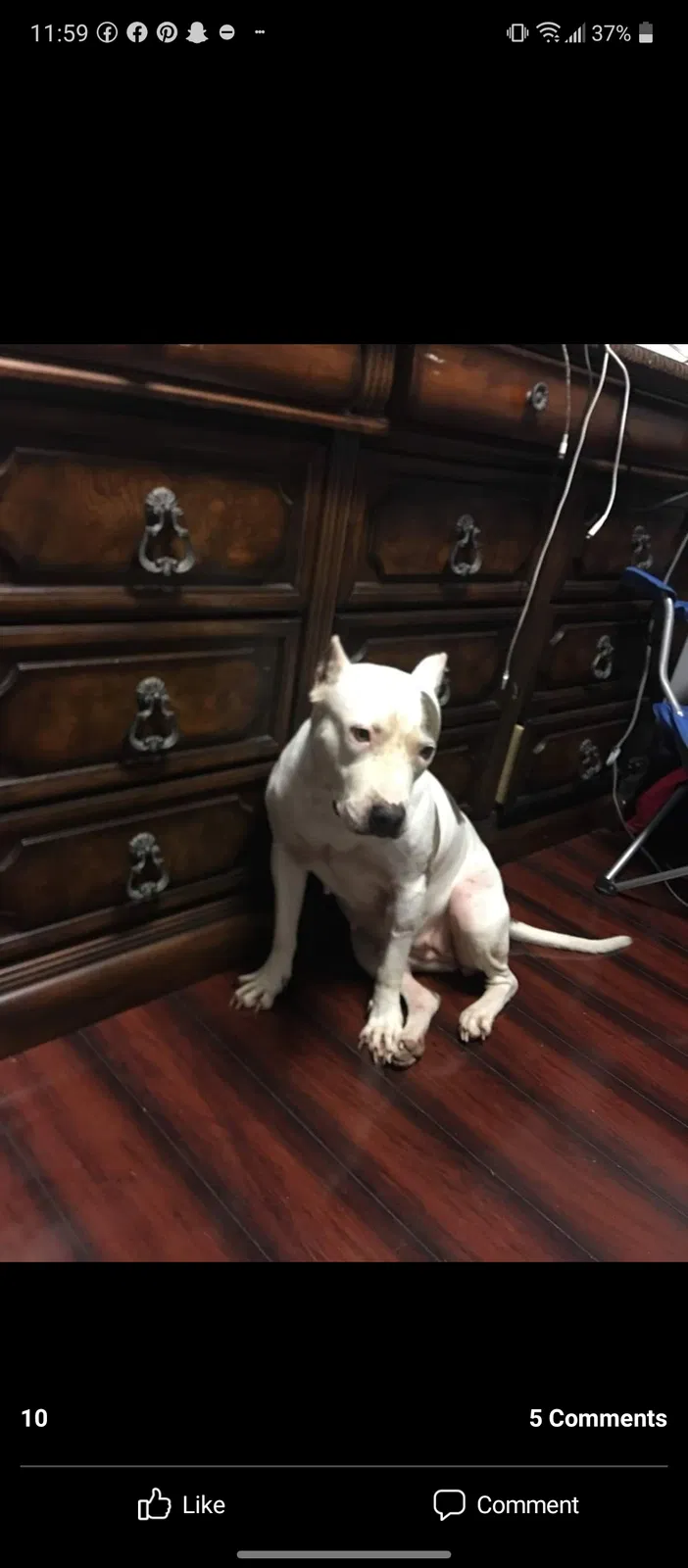 Lost dog in Homestead, FL, 33031