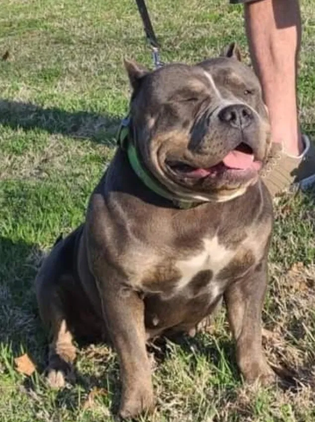 Lost dog in Edmond, OK, 73034