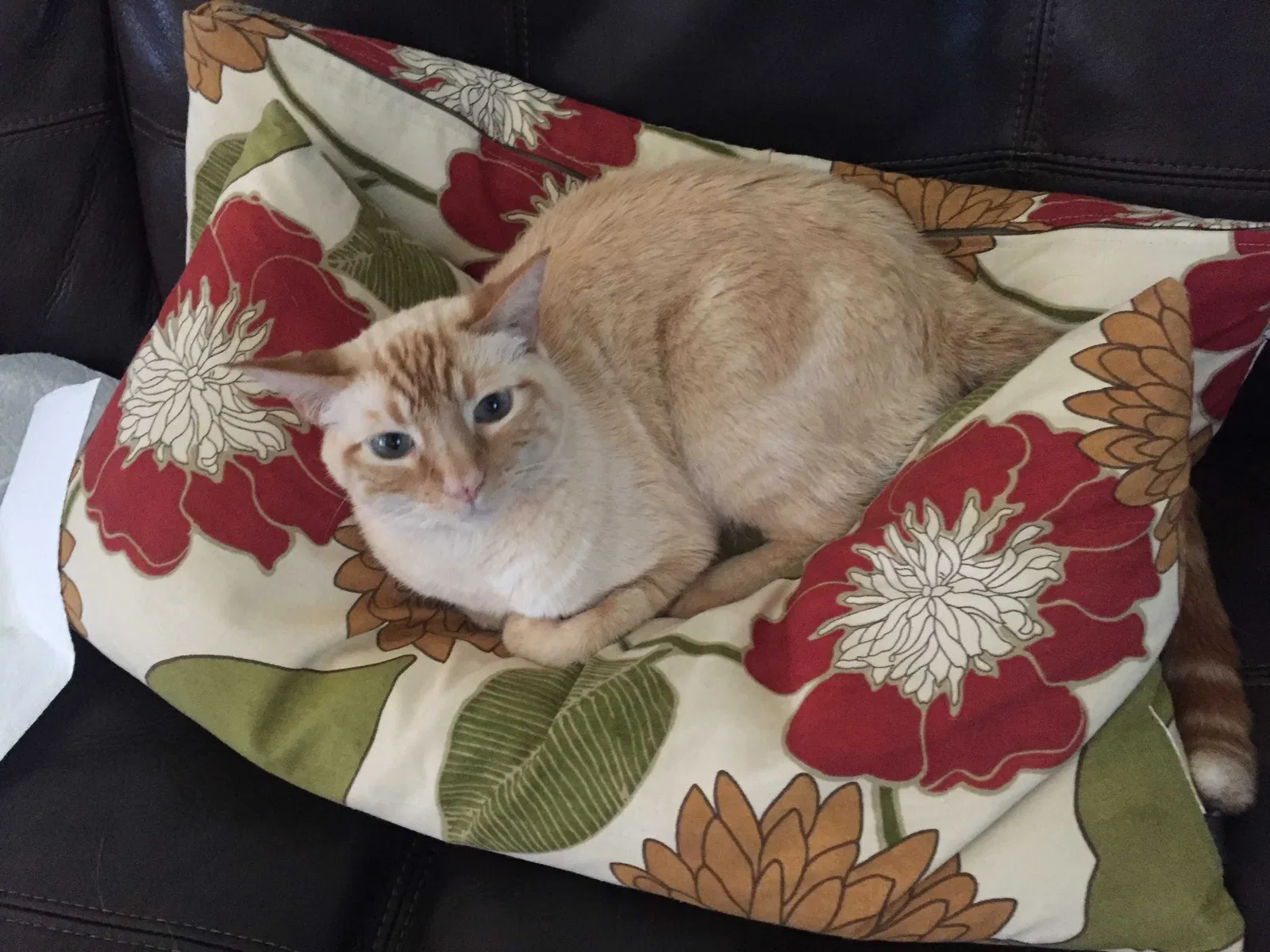 Lost cat in El Dorado Hills, CA, 95762
