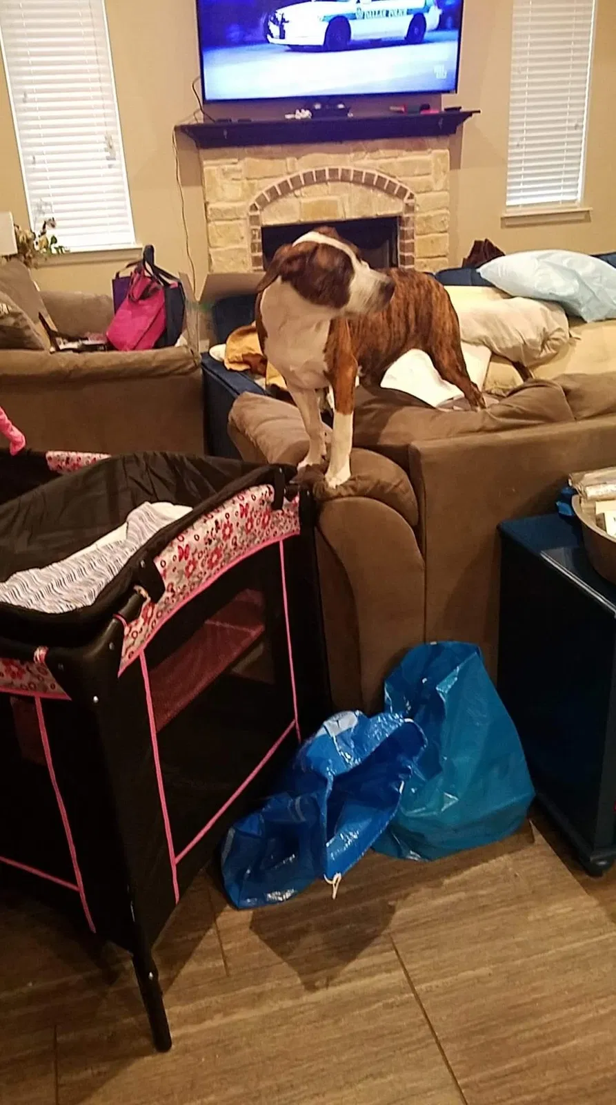 Lost dog in Killeen, TX, 76549