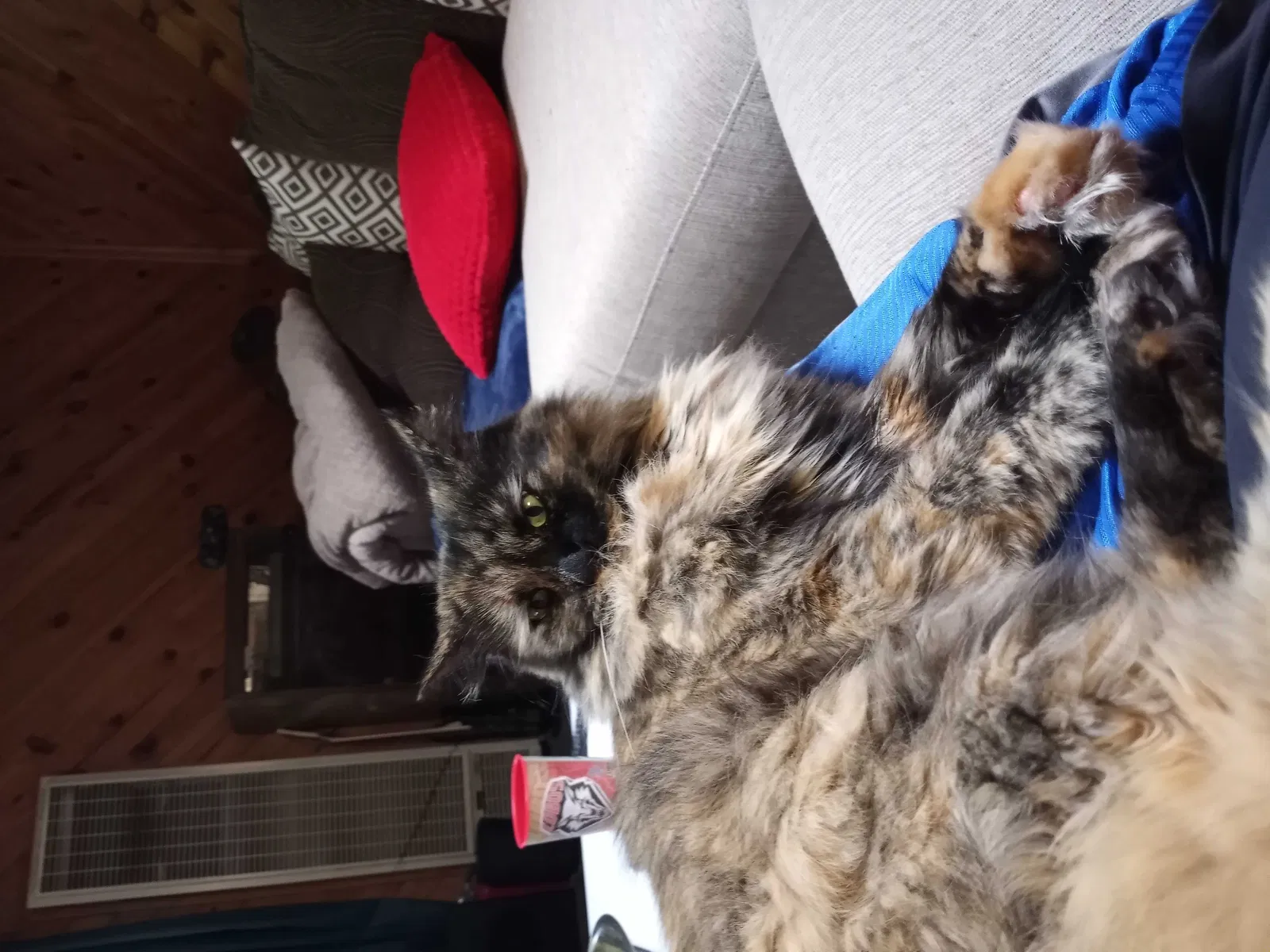 Lost cat in Sandia Park, NM, 87047