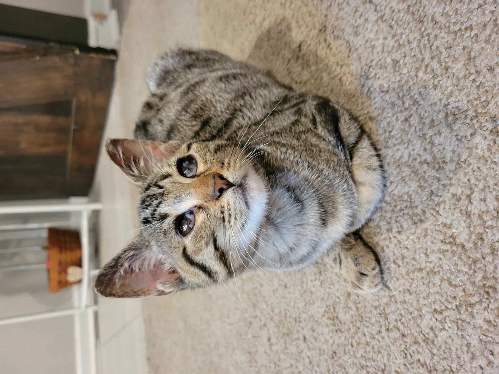 Lost cat in Indianapolis, IN, 46260