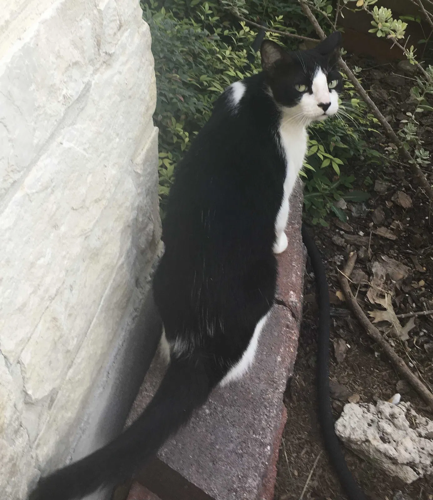 Lost cat in New Braunfels, TX, 78130