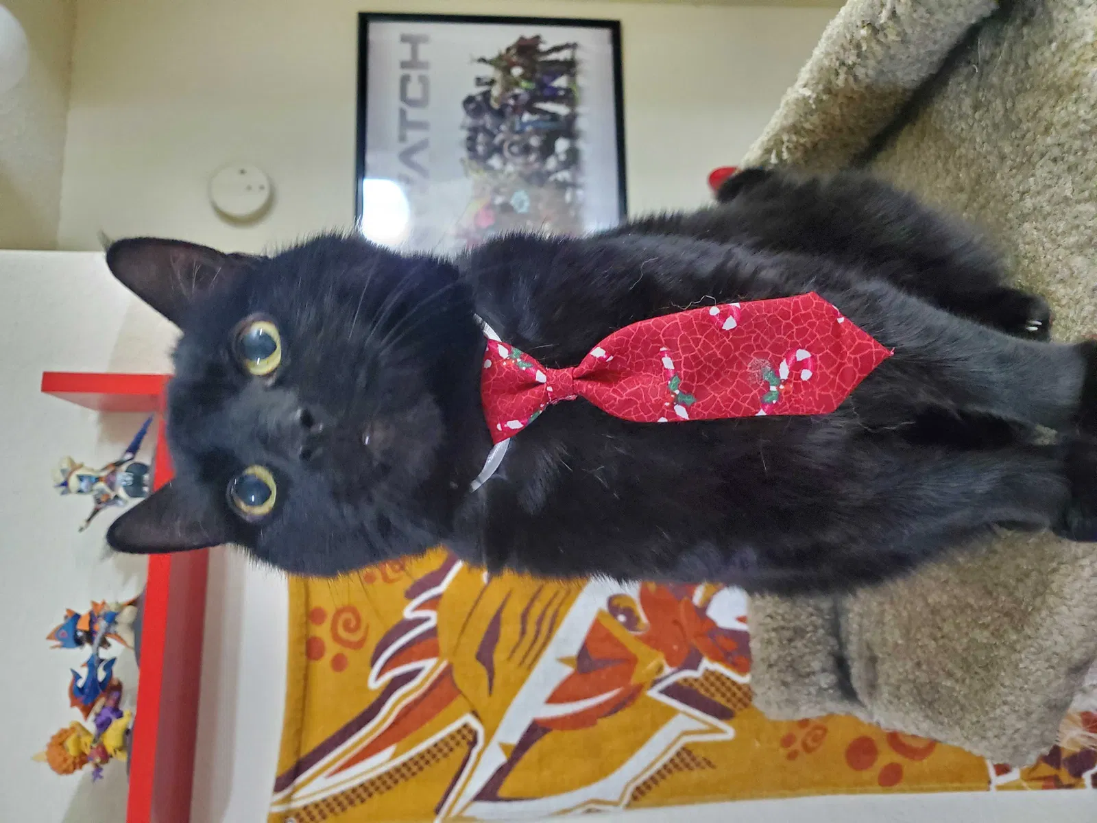 Lost cat in Mesquite, TX, 75150
