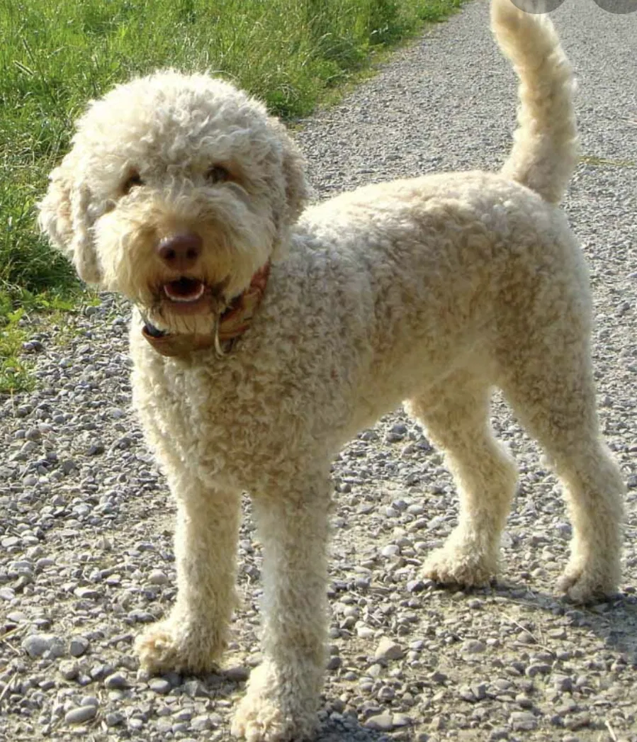 Lost dog in Whiteland, IN, 46184