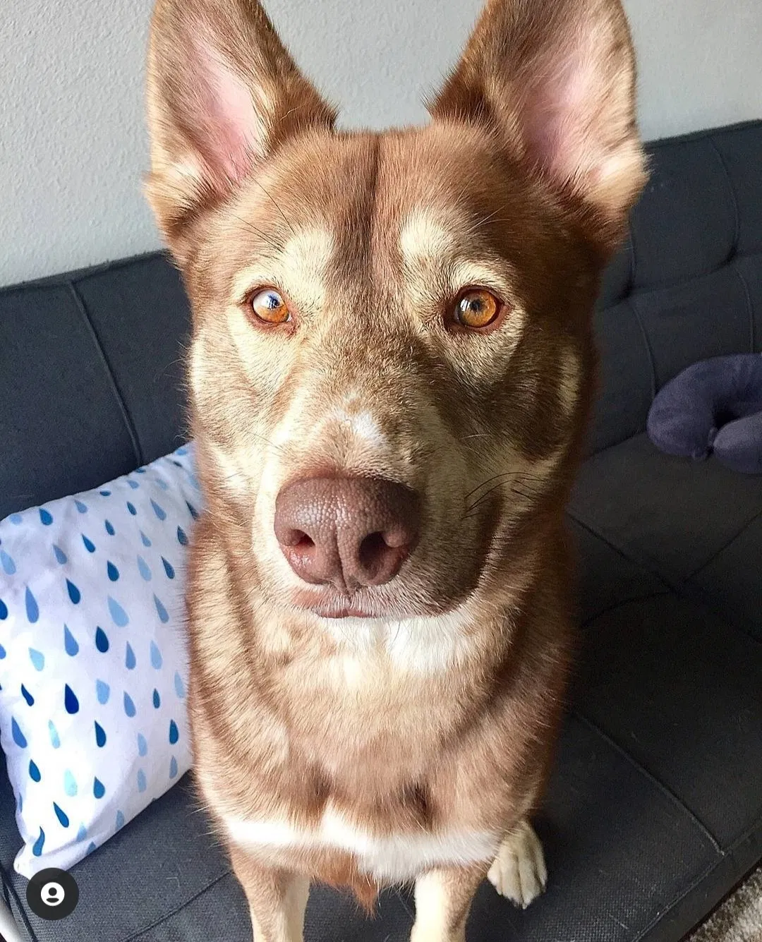 Lost dog in Austin, TX, 78758