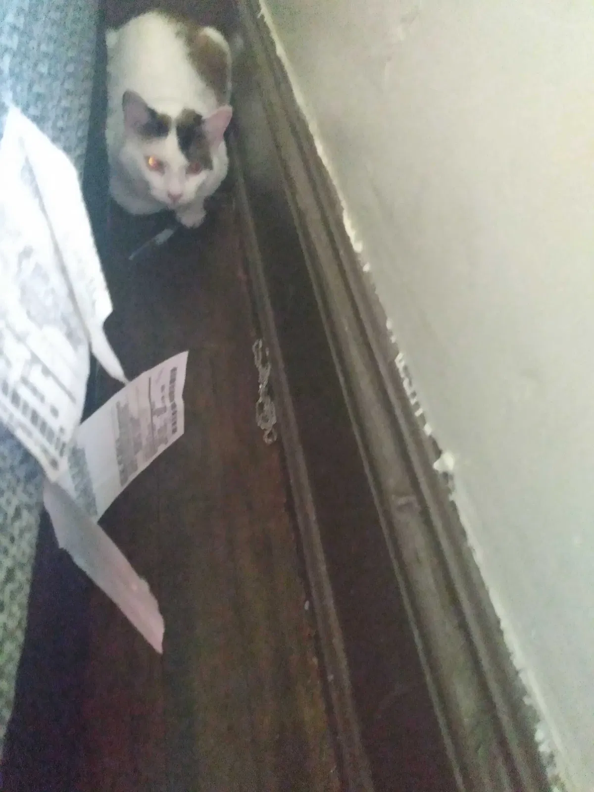 Lost cat in Milwaukee, WI, 53206