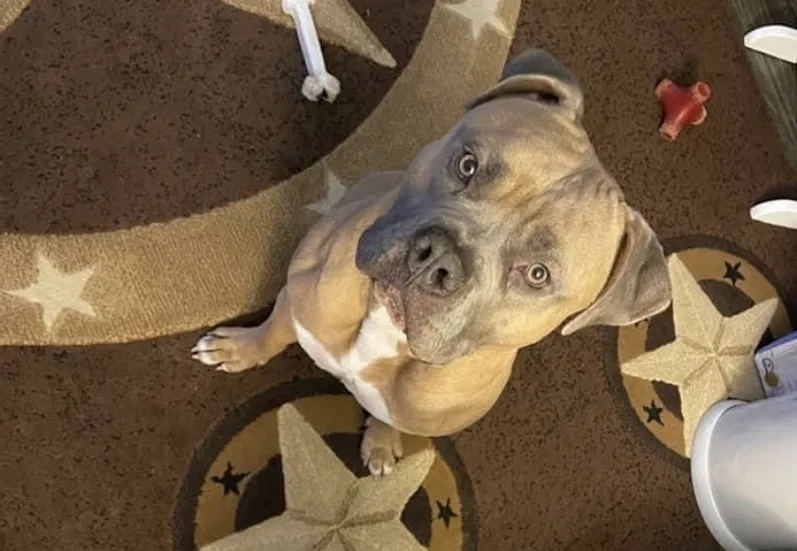 Lost dog in Prosper, TX, 75078