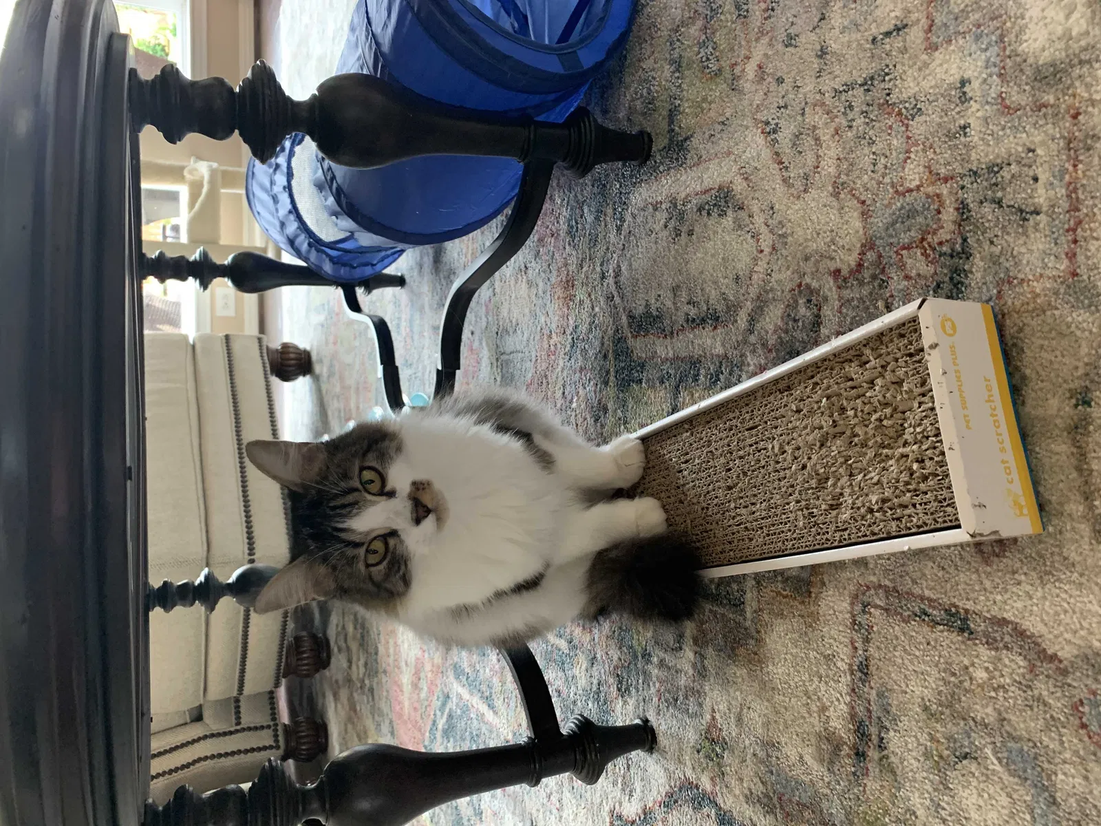 Lost cat in Katy, TX, 77450
