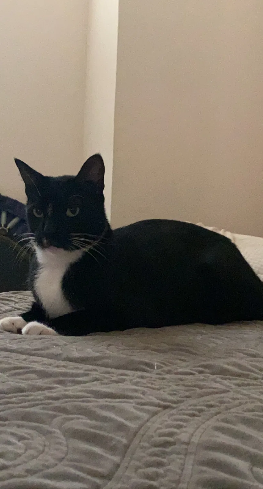 Lost cat in Carrollton, TX, 75006