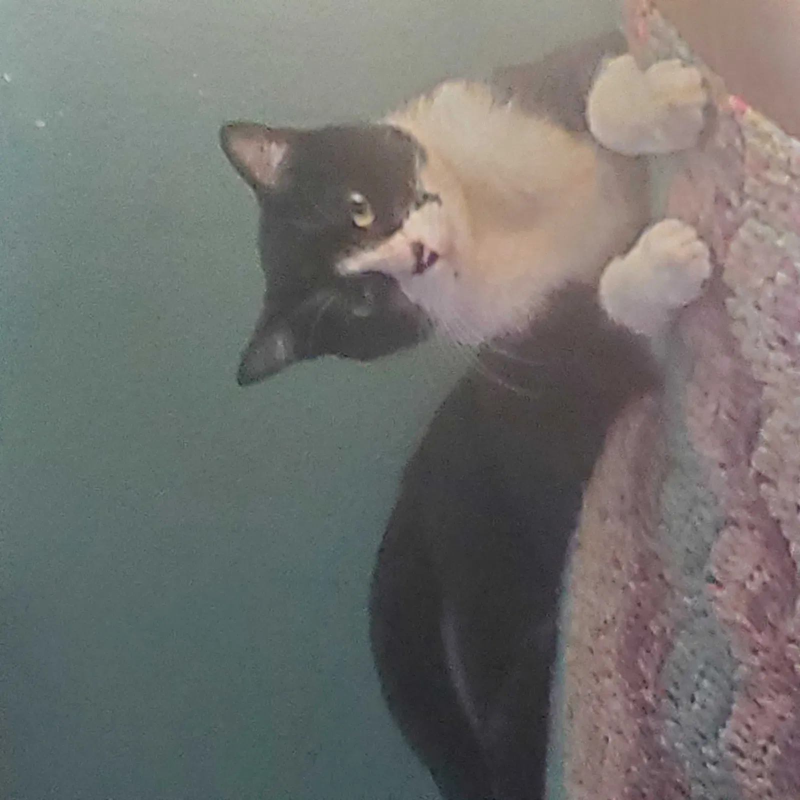 Lost cat in Tacoma, WA, 98418