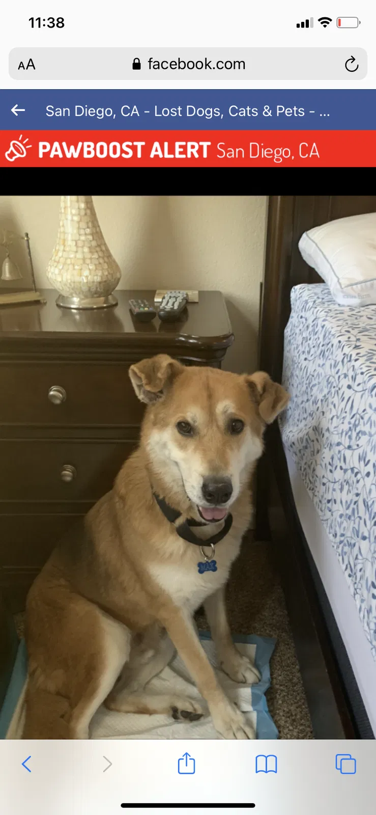 Lost dog in San Diego, CA, 92109