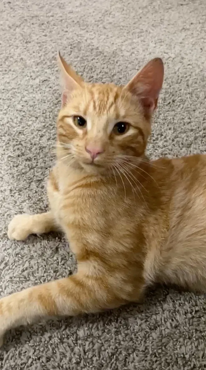 Lost cat in Chappaqua, NY, 10514