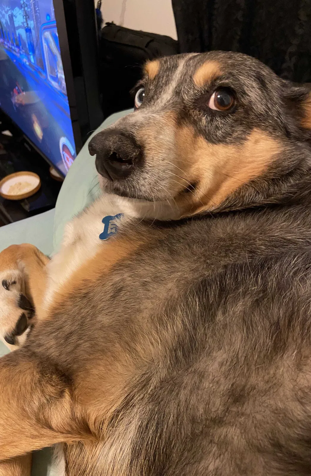 Lost dog in Provo, UT, 84601