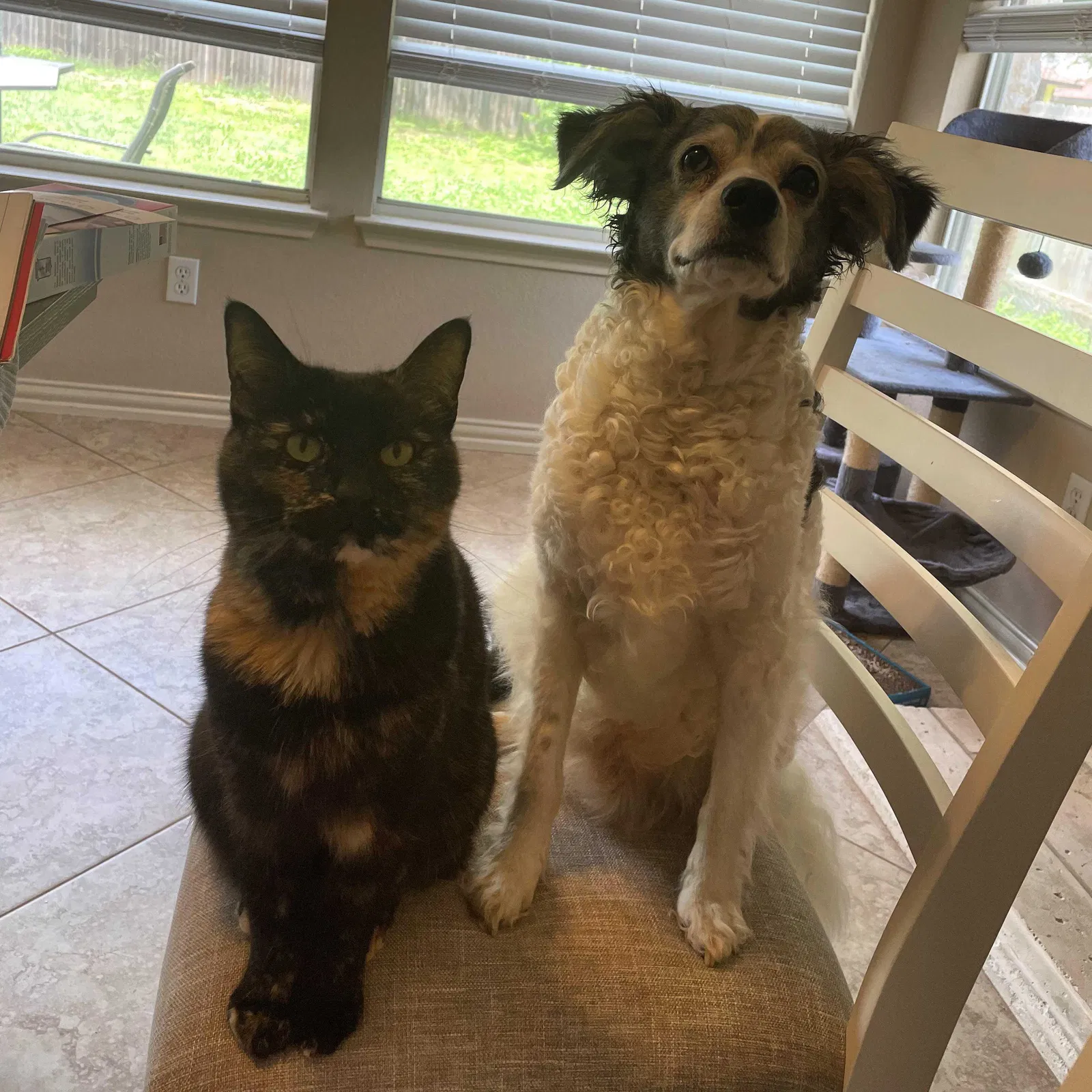 Lost cat in Austin, TX, 78728