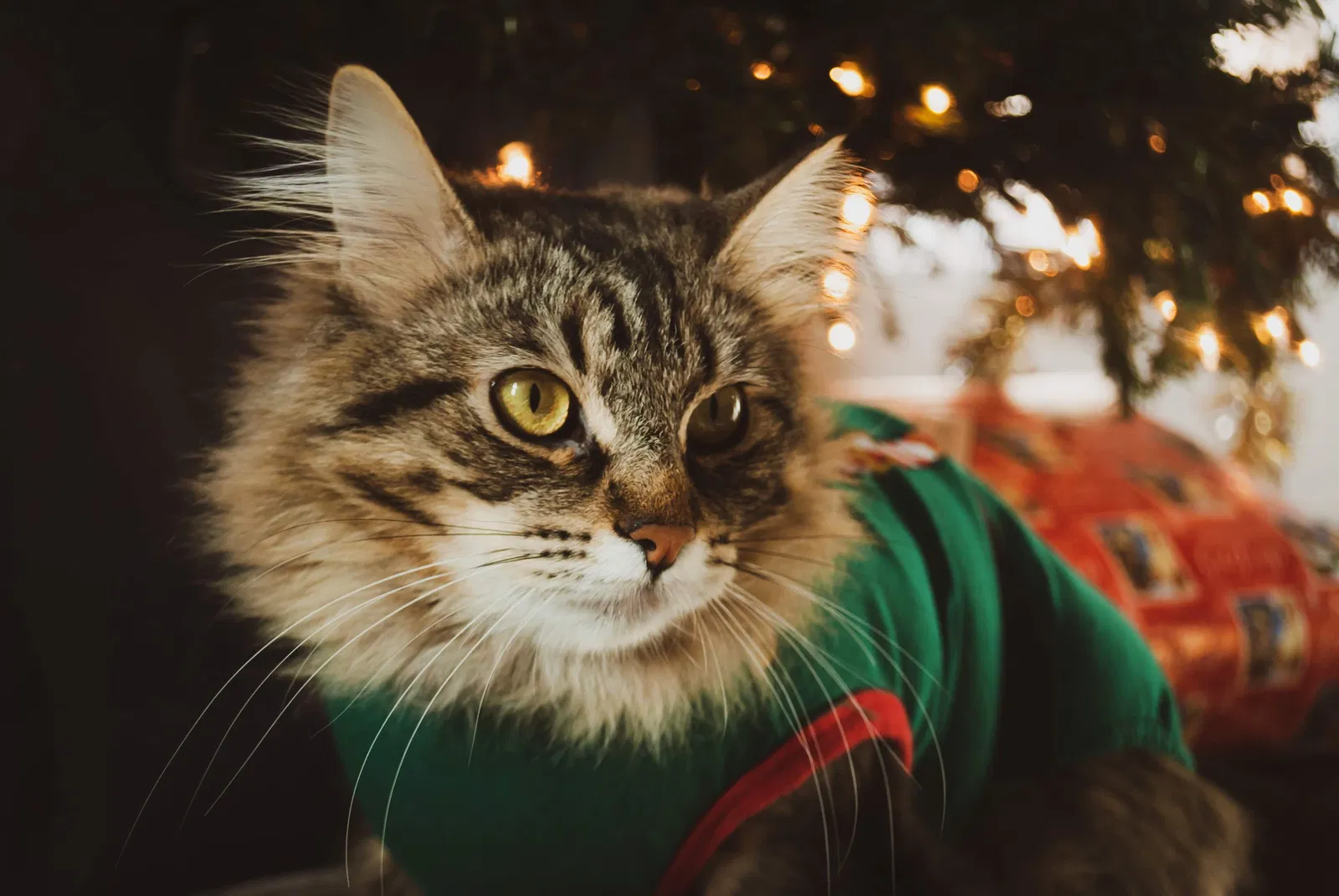 Lost cat in Redmond, WA, 98052