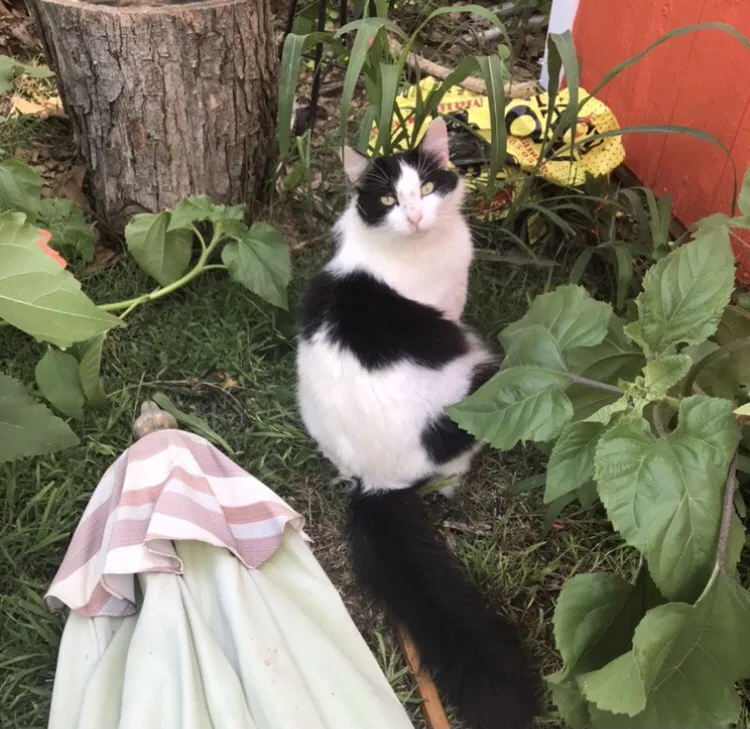 Lost cat in Oklahoma City, OK, 73160