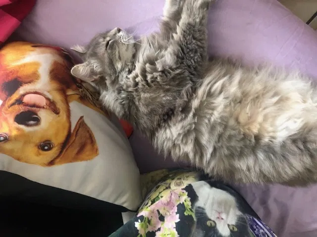 Lost cat in Temecula, CA, 92592